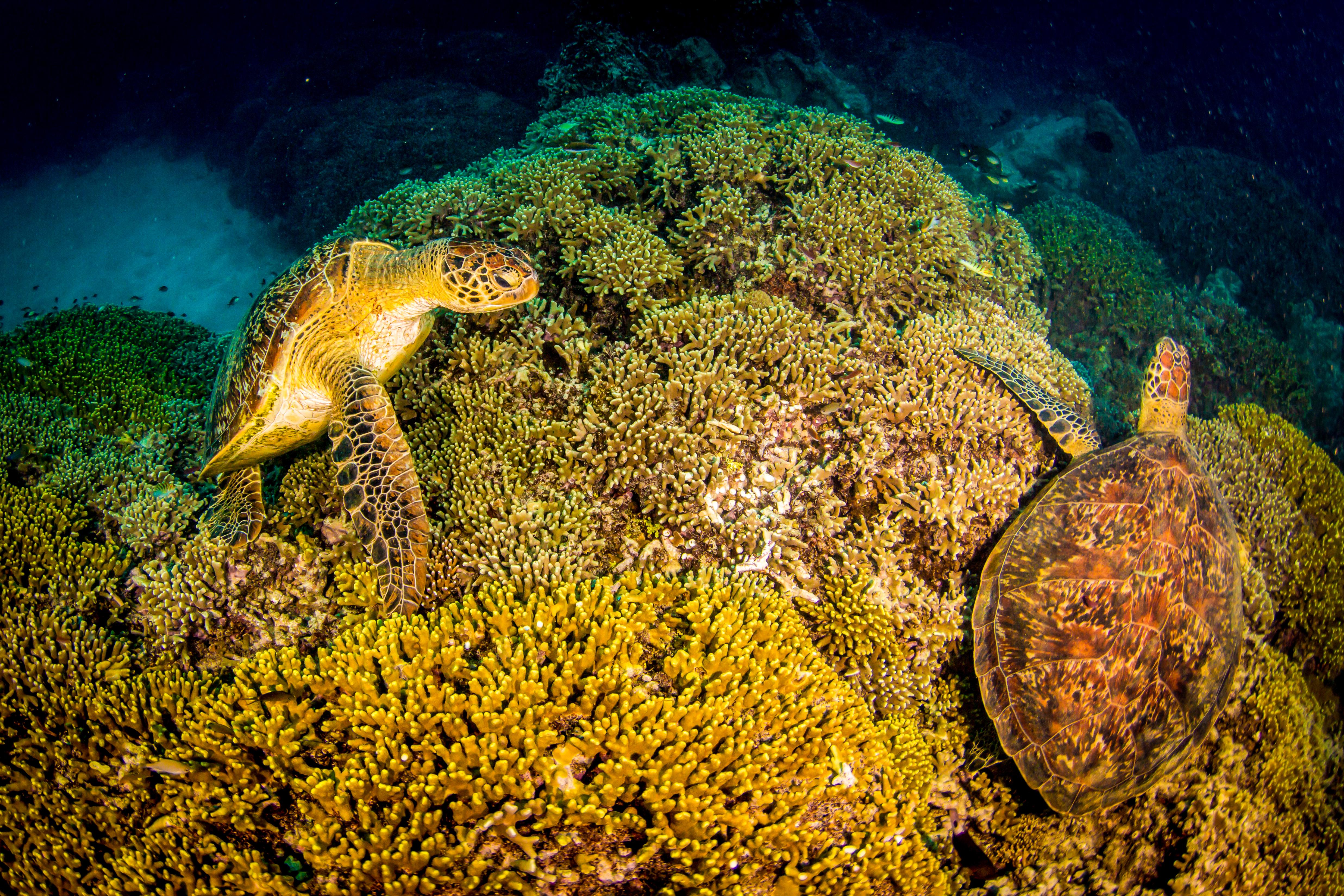 Great Barrier Reef